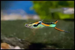 Single Endler