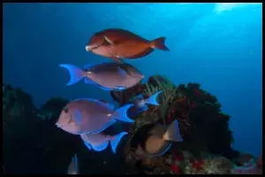 Blue Tang Habitat