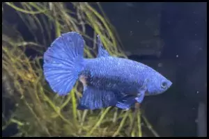 Betta Fish Fin Rot Treatment