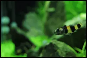 Bumblebee Goby Behavior