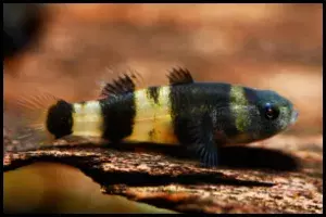 Goby Close up