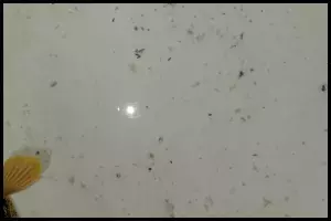 Control and Prevention of Flukes