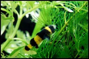 Bumblebee Goby Social Structure