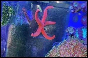 Linckia Healthy