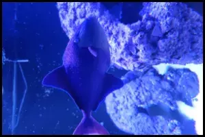 Niger Triggerfish Behavior