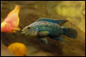 Jack Dempsey Territorial Behavior