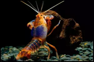 Crayfish Diet