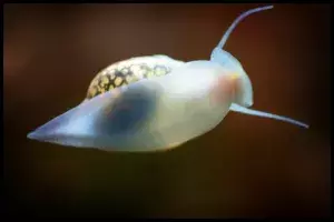 Avoid Bladder Snails