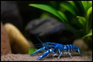 Aggression in Freshwater Crustaceans