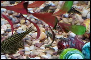 Hillstream Loach Breeding