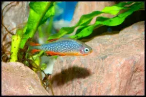 Celestial Pearl Danio Diet Requirements