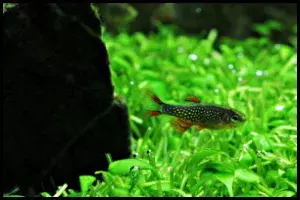 Feeding Celestial Pearl Danio