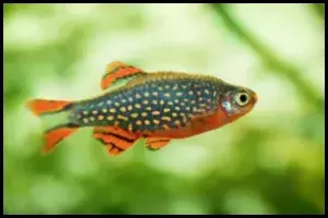 The Unique Appearance of Celestial Pearl Danios