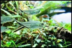 Top 10 Most Popular Tetras