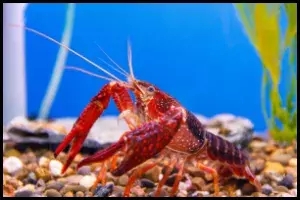 Comprehensive Guide to What Crayfish