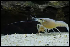 Breed Crayfish and Crawfish