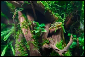 Pea Puffer Origin and Wild Habitat