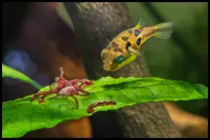 How to Acclimate Your Pea Puffer