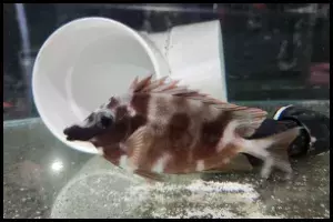 Foxface Changing Colors