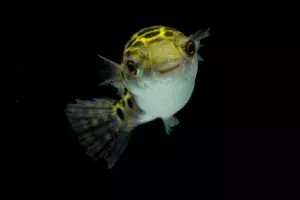 Green Spotted Puffer Aggression