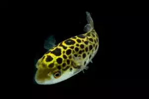 Poisonous Green Spotted Puffer