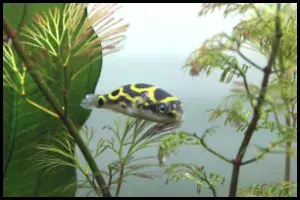 Complete Guide to Breed Green Spotted Puffer