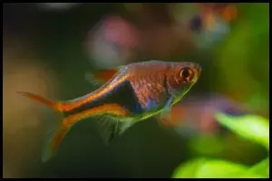 Best Rasbora
