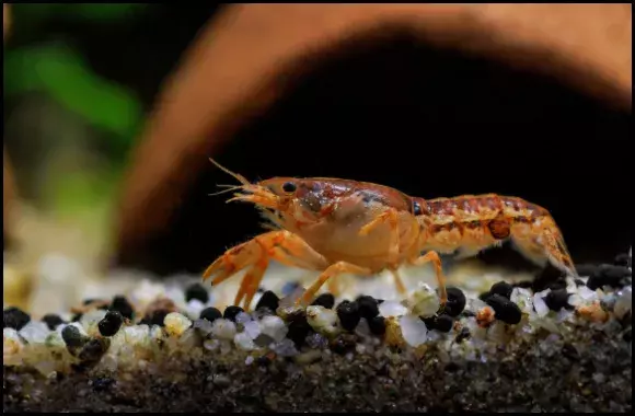 Dwarf Crayfish Eat Fish?