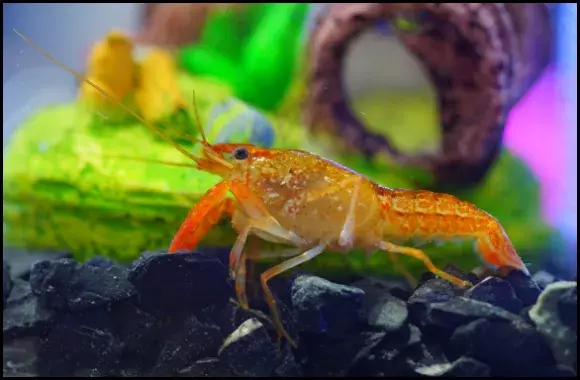 Mastering Dwarf Mexican Crayfish Diet