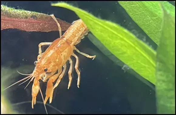 Mexican Dwarf Crayfish Live with Shrimp
