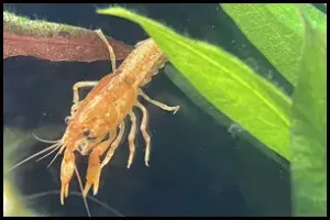 Mexican Dwarf Crayfish Diet