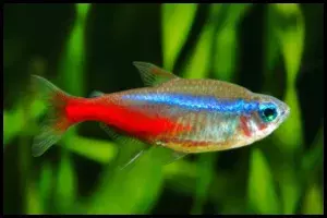 Best Tetras for Your Community Aquarium