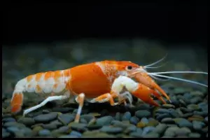 Crayfish Aggression