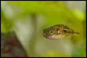 Pea Puffer Group