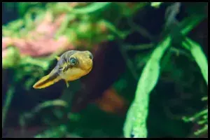 Change Water for Pea Puffers