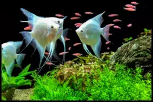 The Most Popular Angelfish 