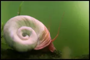  Diet, Food and Eating Habits Ramshorn
