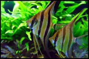 Freshwater Angelfish for Aquariums