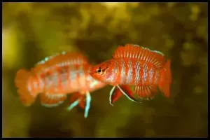 A Complete Scarlet Badis Breeding