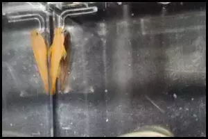 Top View Yellow Goby