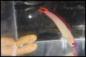 Yellow Clown Goby