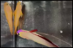 Ideal Yellow Clown Goby 