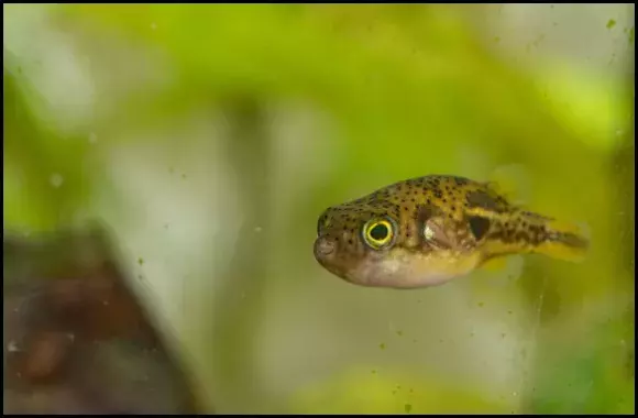 Dwarf Puffer Care Help for Diseases