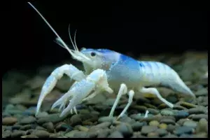 Freshwater Aquarium Crayfish