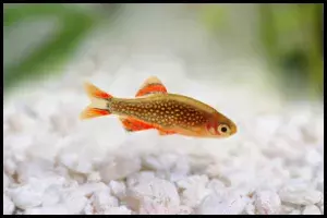 Celestial Pearl Danios Tank Setup