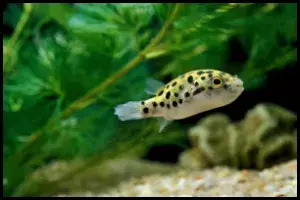 Green Spotted Puffer Diet