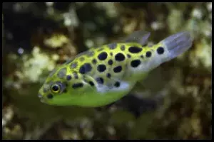 Green Spotted Puffer Tank Size