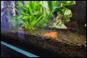 Dwarf Crayfish Live with Shrimp