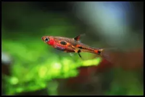 Most Popular Rasbora