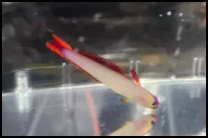 Purple Firefish Goby Temperament